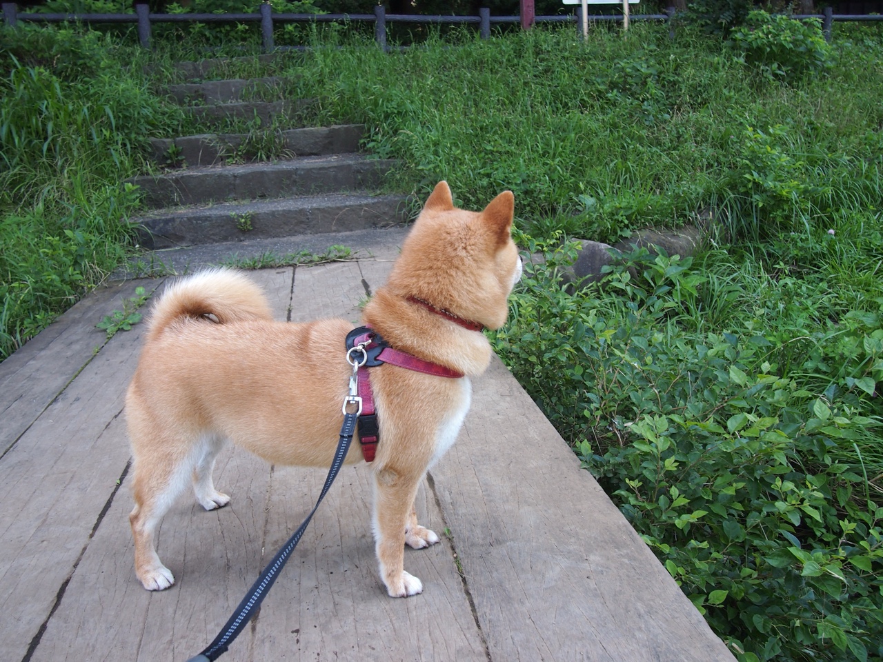 【跑垒技巧大公开】成功绕垒的关键技巧分析,跑垒顺序