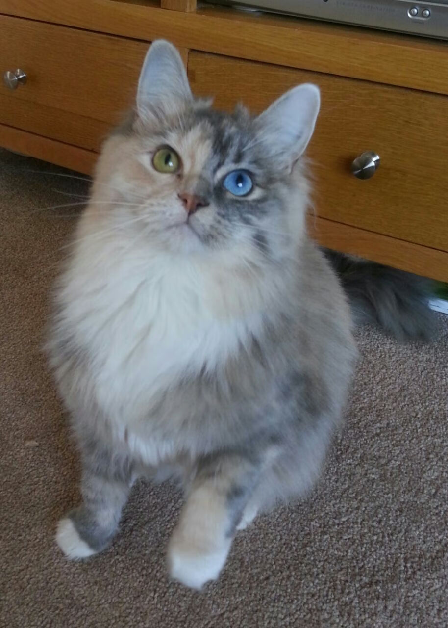 开云体育-【训练方法】利用虚拟场景模拟，提升比赛应变能力，虚拟场景设计包括哪几种类型