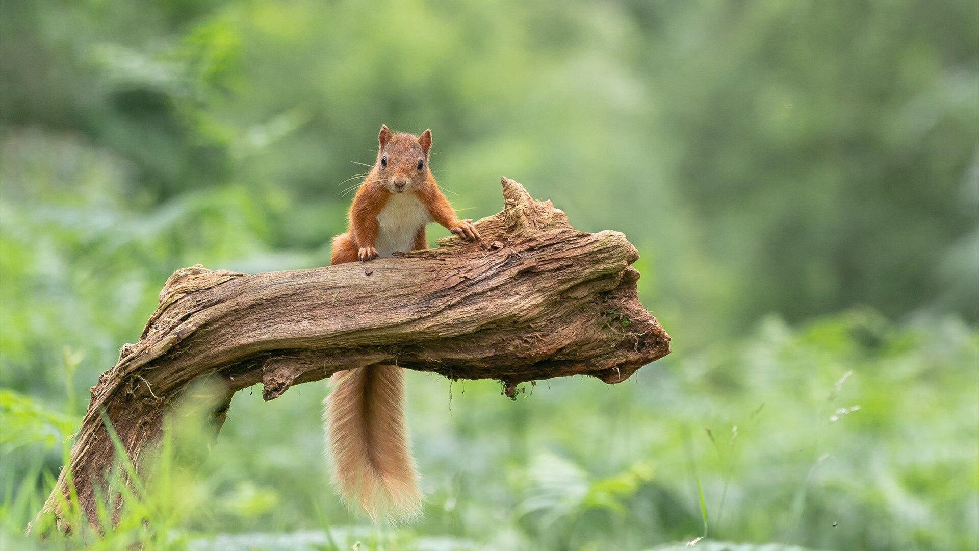 乌拉圭男足在巴黎奥运会比赛中以2-1击败荷兰,乌拉圭足球运动员,别名中国男孩