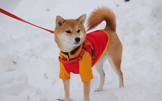 乌拉圭男足在巴黎奥运会比赛中以2-1击败荷兰,乌拉圭足球运动员,别名中国男孩