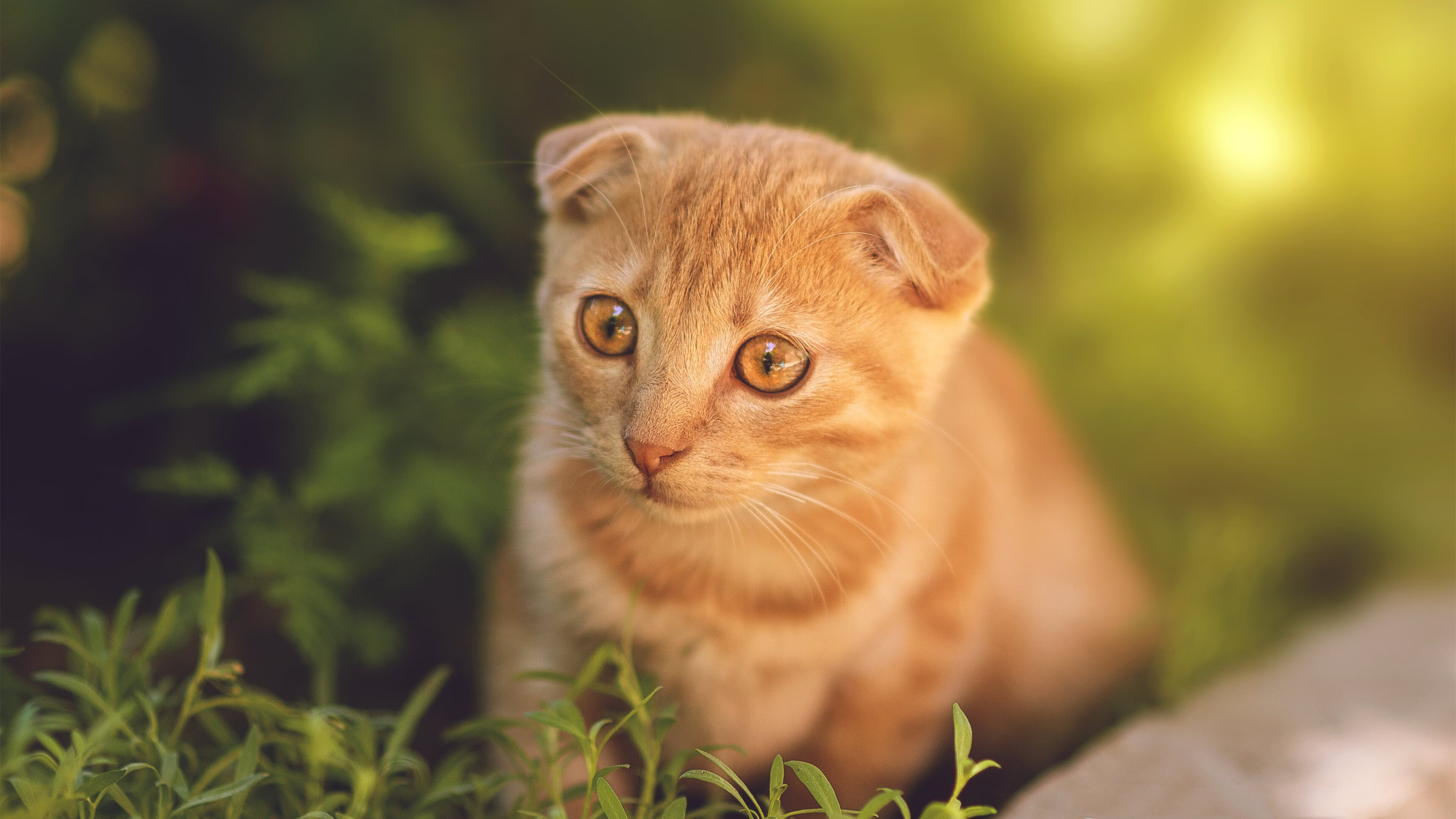 意甲：多名年轻潜力股高价转会，未来可期，意甲年轻门将